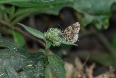 Aubergina vanessoides