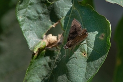 Nisoniades macarius