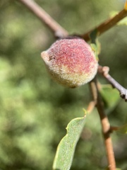 Disholcaspis simulata