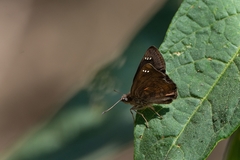Nisoniades macarius