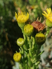 Limbarda crithmoides