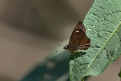 Nisoniades macarius