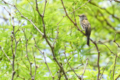 Empidonax albigularis