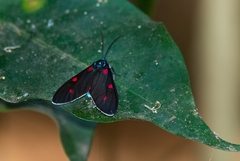 Cyanopepla fastuosa