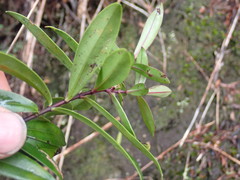 Veronica bishopiana