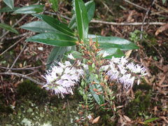 Veronica bishopiana