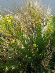 Limbarda crithmoides