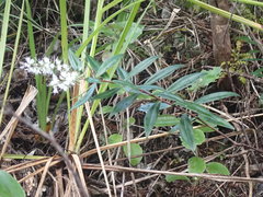 Veronica bishopiana