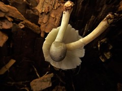 Lepiota phaeosticta
