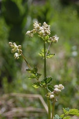 Thalictrum sparsiflorum
