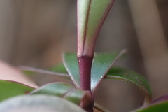 Veronica bishopiana