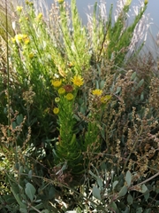 Limbarda crithmoides