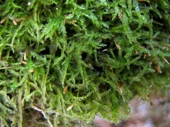 Plagiothecium piliferum