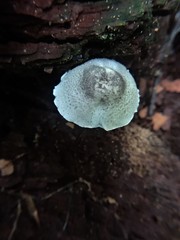 Lepiota phaeosticta