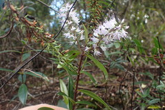 Veronica bishopiana