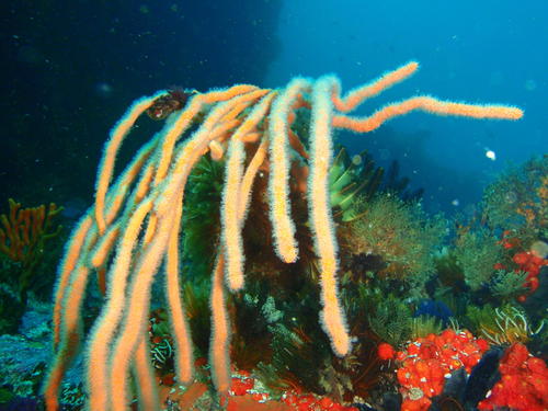 Eunicella albicans
