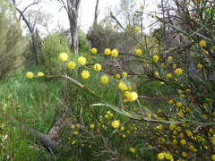 Acacia trigonophylla