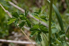 Thalictrum sparsiflorum