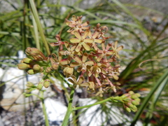 Codonorhiza micrantha