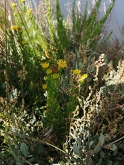 Limbarda crithmoides