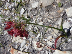 Codonorhiza micrantha