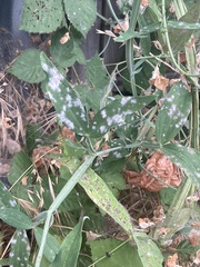 Erysiphe pisi