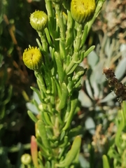 Limbarda crithmoides