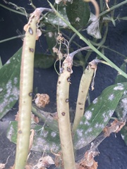 Erysiphe pisi