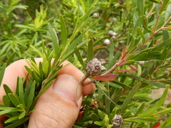 Asteromyrtus lysicephala