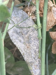 Erysiphe pisi