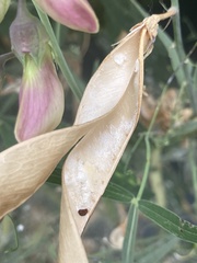 Erysiphe pisi