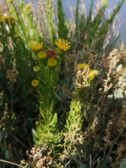 Limbarda crithmoides