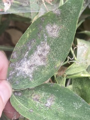 Erysiphe pisi