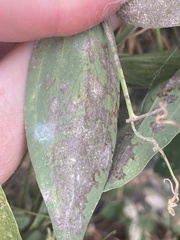 Erysiphe pisi