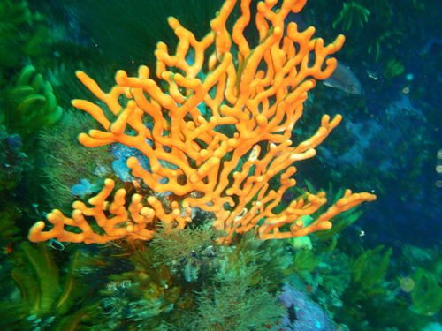 Eunicella tricoronata
