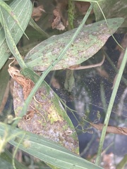 Erysiphe pisi