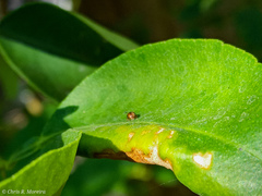 Scymnobius ecuadoricus