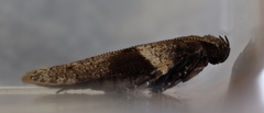 Merimnetria homoxyla