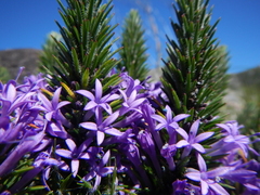 Merciera azurea