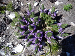 Merciera azurea
