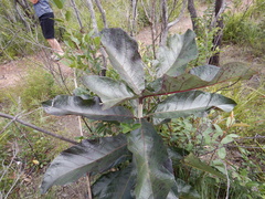 Deplanchea tetraphylla