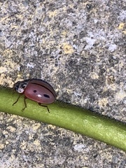 Mulsantina mexicana