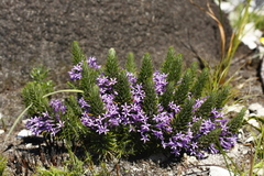 Merciera azurea
