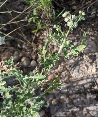 Parthenium confertum