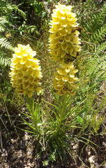 Ceratandra grandiflora
