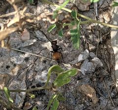 Pseudomethoca brazoria