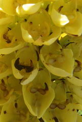 Ceratandra grandiflora