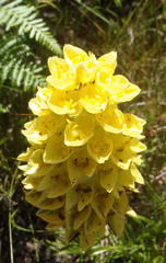 Ceratandra grandiflora