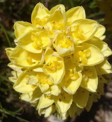 Ceratandra grandiflora