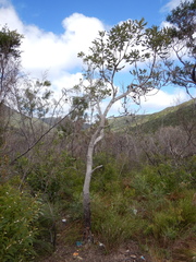 Banksia dentata